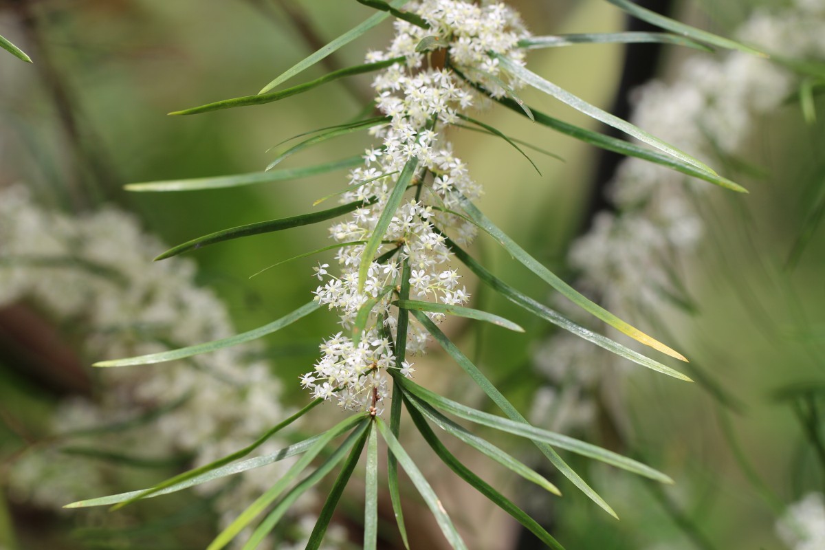 Asparagus falcatus L.